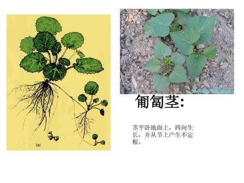 匍匐茎的植物有哪些？直立茎植物图片