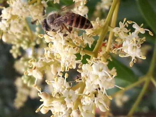 6月份什么花蜜最多？6月开花的蜜源植物-图2