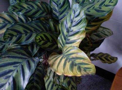 光照颜色对植物生长的影响？光照不足植物叶子颜色深