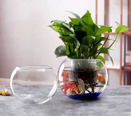 玻璃鱼缸中可以种植哪些植物？玻璃的植物图片大全
