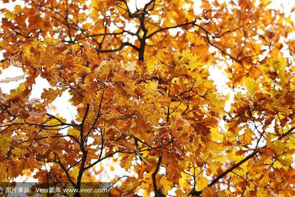 有哪些树到了秋天会落叶？秋天代表性的植物