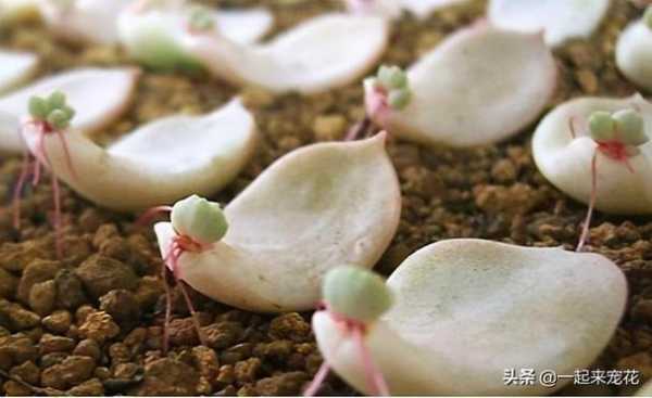 多肉催芽的方法？多肉植物多次育苗方法