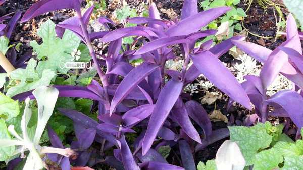 紫色叶子的是什么植物？紫色叶子的植物与名称
