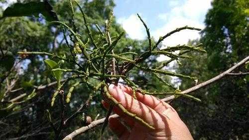 奶香木是什么树种?澳洲寄生植物照片介绍-图2 奶香木是什么树种?澳洲寄生植物照片介绍-图2
