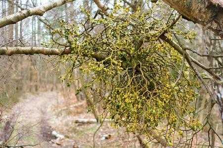 奶香木是什么树种?澳洲寄生植物照片介绍-图3 奶香木是什么树种?澳洲寄生植物照片介绍-图3