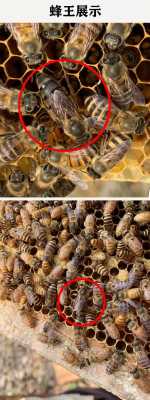 100群中蜂要多少蜜源？中蜂踩什么蜜源植物