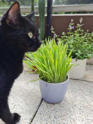 养猫家庭适合养的植物？家里有猫可以养的植物