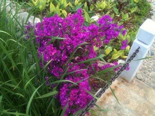 野外结的紫色的小果，名字叫什么？野外草本植物图片大全