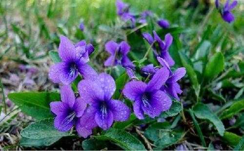 野外结的紫色的小果，名字叫什么？野外草本植物图片大全-图3