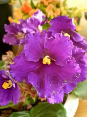 非洲紫罗兰花语紫色（白色非洲紫罗兰的花语）