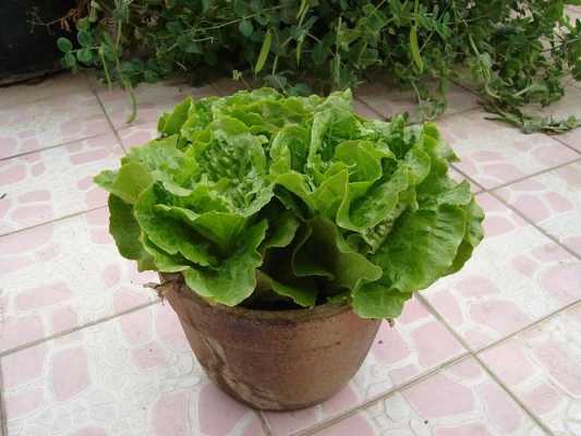 意大利生菜花盆如何种植？生菜作为盆栽植物的优势