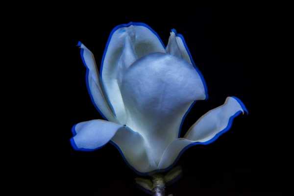 蓝玉兰花的花语（蓝色玉兰花花语）-图2