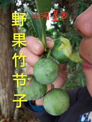 竹节果与黄牙果有什么区别？竹节王植物图片及名称-图3