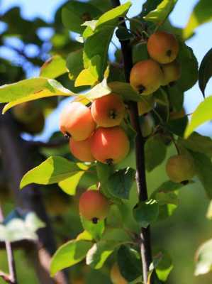 秋天成熟的果实有哪些？秋季的代表性事物植物