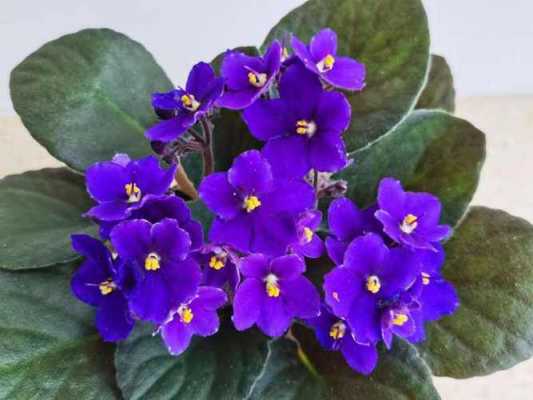 紫罗兰花图片及养殖方法（紫罗兰花的图片）