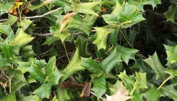 猫耳朵刺树怎么种植？一种植物猫耳朵