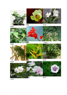 植物的生长名称and及其的生长地点？开花室外植物图片及名称-图3