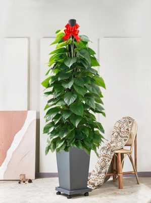 室内可以养哪些大型的盆栽绿植？大型植物盆栽图片与名字大全