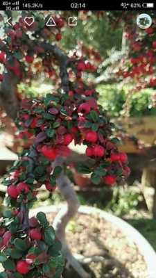 红宝石荀子是属于什么植物？红宝石盆栽植物图片
