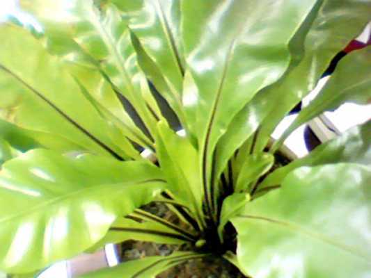 室内阔叶类常绿植物有哪些？阔叶植物叶子图片名字-图2