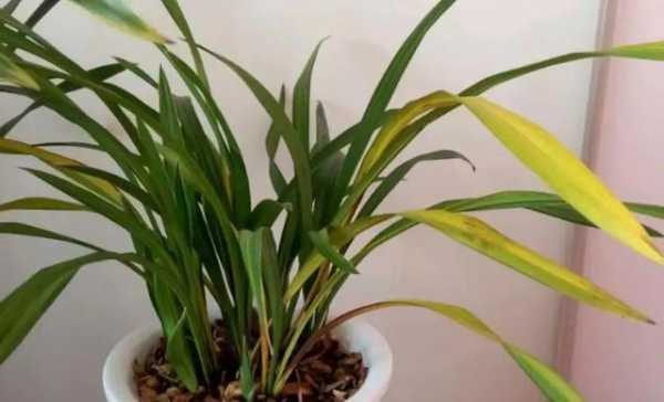 兰花草需要湿润的土壤（兰花要保持湿润吗）