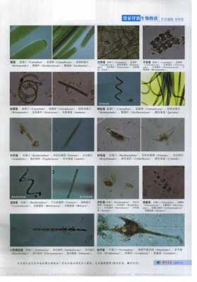 浮游生物有哪些种类？水产养殖中的浮游植物-图1