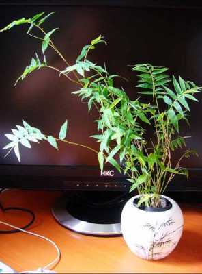 与凤尾竹相似的有哪几种？像竹子的植物有哪些图片-图3