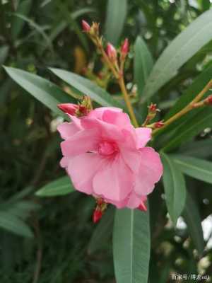 竹子开的花是什么颜色的？粉色竹叶植物图片及名称