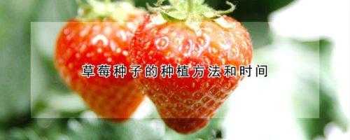 各种水果种子怎么育苗？如何种肉类植物种子