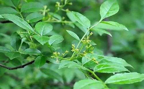 除了花椒还有什么麻味植物？叫什么麻的植物图片