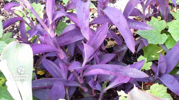 紫色叶子的植物有哪些？深紫色叶子的植物名称-图3