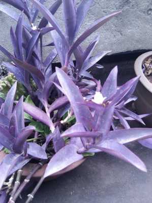 紫色叶子的植物有哪些？深紫色叶子的植物名称