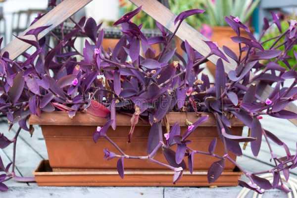 紫色叶子的植物有哪些？深紫色叶子的植物名称-图2