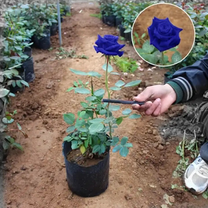 蓝玫瑰怎么嫁接？玫瑰花植物嫁接技术图解-图2