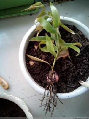 百合根没须还能生根吗？可以续根的植物有哪些
