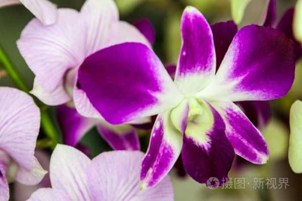 一串串紫色的花叫什么？开白色花的植物及名字