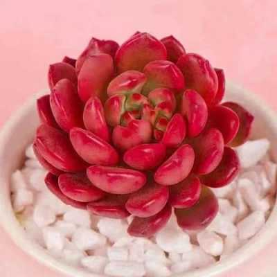 红宝石花是什么物种？红宝石多肉植物的特点-图2
