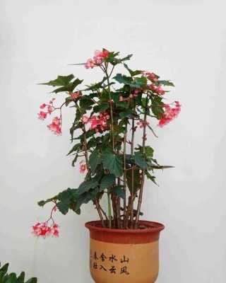 竹节海棠寿命几年？竹节海棠是几年生植物