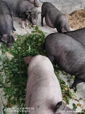 猪舍内种植什么植物对猪的健康有好处？植物混合物养猪的中药-图1