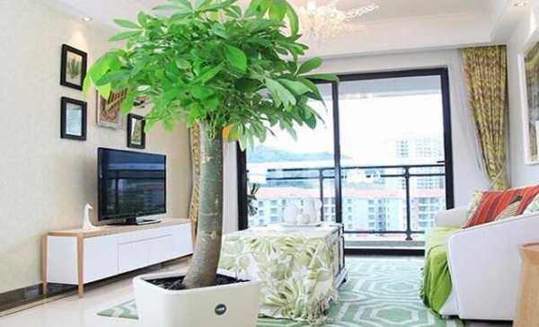 发财树放屋里好还是屋外好？植物发财树的摆放位置