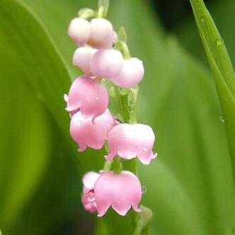 粉色铃兰花语（粉色铃兰和白色铃兰）-图1