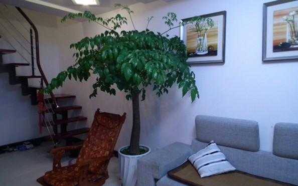 幸福树放在客厅好吗，幸福树会不会很难养？幸福树植物放在室内-图3