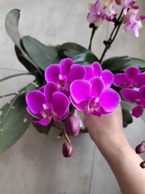 蝴蝶兰花品种及颜色（紫色的蝴蝶兰花是什么品种）-图2