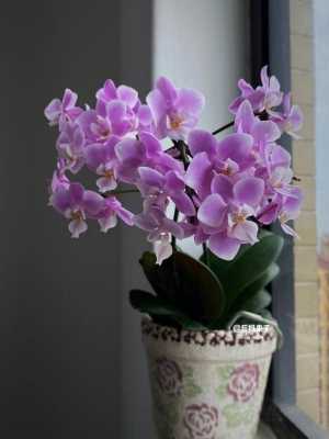 蝴蝶兰花品种及颜色（紫色的蝴蝶兰花是什么品种）-图1