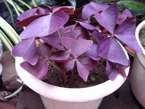 紫色叶子花是什么花？紫色的大叶子植物叫什么