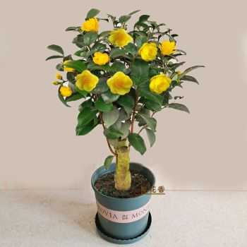 最贵的十种盆花？最贵的植物花卉图片大全-图3