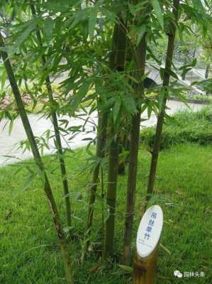 竹子的名字是什么？竹子科植物图片及名称
