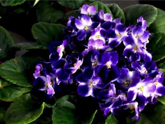 紫罗兰花养植（紫罗兰花的种植）