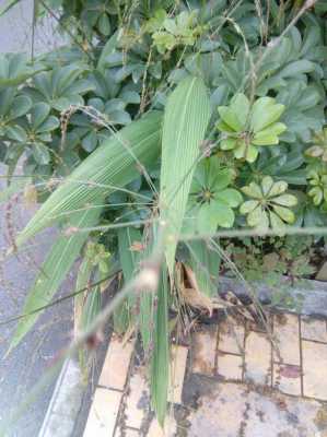 很像竹叶但是比竹叶大，茎很粗的植物是什么，请帮忙？竹子类似的植物有哪些