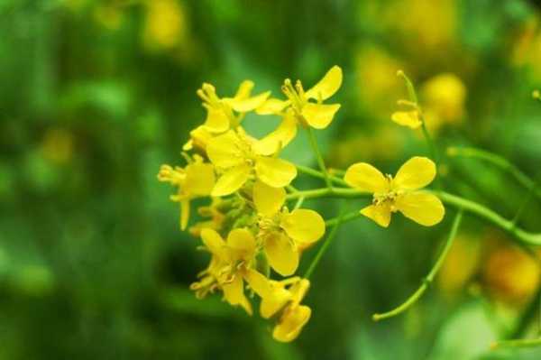油菜花是青菜长出来的吗?油菜花属于什么花植物-图3 油菜花是青菜长出来的吗?油菜花属于什么花植物-图3